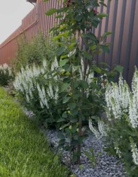 ������ 2 ����������� �������� � ������� �� 4.5 ����� ���� 31