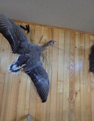 Продаж 3 поверхового будинку з опаленням і ділянкою на 2.5 сотки фото 36 Продаж 3 поверхового будинку з опаленням і ділянкою на 2.5 сотки фото 36