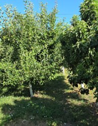 Продаж 3 поверхового будинку з опаленням і ділянкою на 2.5 сотки фото 20 Продаж 3 поверхового будинку з опаленням і ділянкою на 2.5 сотки фото 20