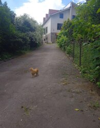 ��������� ������� ����� ������, 8�, ³�����, ³�������, ���������, ����-����������� ���� 23