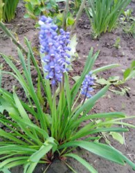 ������ 2 ����������� ������� � ������� �� 16 ����� ���� 4