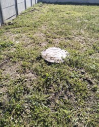 Щітки, вул. Садова, Добротний - Багатий - Якісний фото 28 Щітки, вул. Садова, Добротний - Багатий - Якісний фото 28