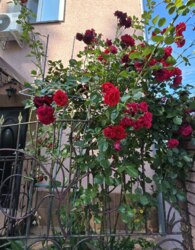 Продаж 3 поверхового будинку з опаленням і ділянкою на 2.5 сотки фото 14 Продаж 3 поверхового будинку з опаленням і ділянкою на 2.5 сотки фото 14