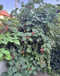 Продаж 2 поверхового дуплекса з ділянкою на 2.5 сотки фото 30 Продаж 2 поверхового дуплекса з ділянкою на 2.5 сотки фото 30