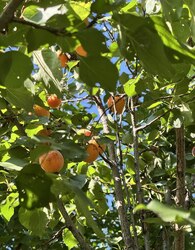 Продаж 2 поверхового дуплекса з ділянкою на 2.5 сотки фото 14 Продаж 2 поверхового дуплекса з ділянкою на 2.5 сотки фото 14