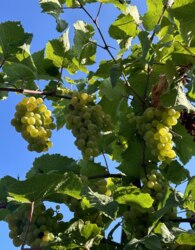 ������ ������� ������� ���� 31