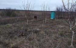 Продається будинок Тернопільська, Тернопільський, Смиківці фото 3 Продається будинок Тернопільська, Тернопільський, Смиківці фото 3