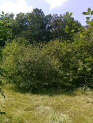 Продається будинок Тернопільська, Тернопільський, Петриків, Сучасник фото 4 Продається будинок Тернопільська, Тернопільський, Петриків, Сучасник фото 4