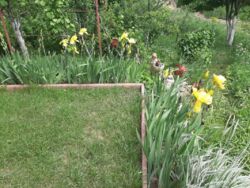 Продається будинок Тернопільська, Тернопільський, Великі Бірки, Надія фото 23 Продається будинок Тернопільська, Тернопільський, Великі Бірки, Надія фото 23