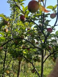 Продається будинок Тернопільська, Тернопільський, Великі Бірки, Надія фото 6 Продається будинок Тернопільська, Тернопільський, Великі Бірки, Надія фото 6