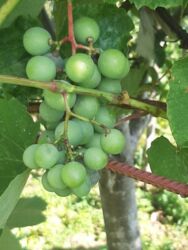 Продається будинок Тернопільська, Тернопільський, Великі Бірки, Надія фото 19 Продається будинок Тернопільська, Тернопільський, Великі Бірки, Надія фото 19