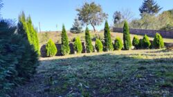 Продається будинок Тернопільська, Теребовлянський, Струсів фото 7 Продається будинок Тернопільська, Теребовлянський, Струсів фото 7