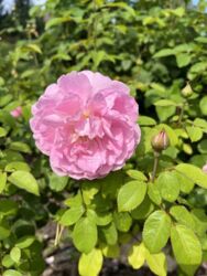 Продається будинок Тернопільська, Підволочиський, Підволочиськ фото 20 Продається будинок Тернопільська, Підволочиський, Підволочиськ фото 20