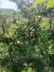 Продається будинок Тернопільська, Тернопільський, Великі Бірки, Надія фото 18 Продається будинок Тернопільська, Тернопільський, Великі Бірки, Надія фото 18