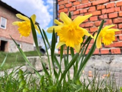 Продається будинок Тернопільська, Тернопільський, Чистилов фото 9 Продається будинок Тернопільська, Тернопільський, Чистилов фото 9