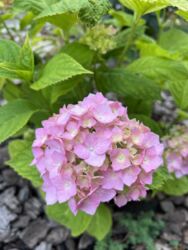 Продається будинок Тернопільська, Підволочиський, Підволочиськ фото 19 Продається будинок Тернопільська, Підволочиський, Підволочиськ фото 19