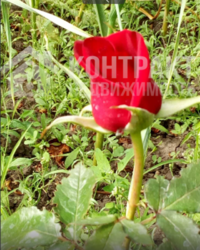 Продам дом Козачья Лопань фото 9 Продам дом Козачья Лопань фото 9