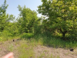 Продается дом Ольховка, Харьковский, Харьковская фото 5 Продается дом Ольховка, Харьковский, Харьковская фото 5