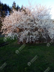 Продам пол дома Сортировка фото 7 Продам пол дома Сортировка фото 7