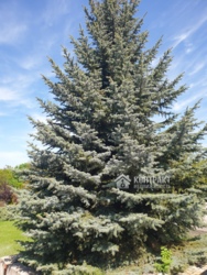 Продам большой дом на тихой улочке в Родичах возле Лозовеньковского водохранилища! фото 9 Продам большой дом на тихой улочке в Родичах возле Лозовеньковского водохранилища! фото 9