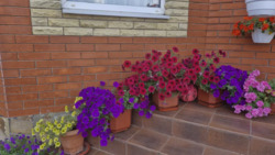 ��������� ������� �� �����, ³�����, ³������� ���� 8