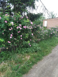 ��������� ������� ��� ���������, ³�����, ³�������, ����������� ���� 13