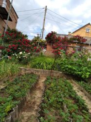 ��������� ������� ��� ���������, ³�����, ³�������, ����������� ���� 16