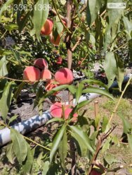 ��������� ������� ���. ������ ���������, ³�����, ³�������, ����`���� ���� 12