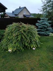 ��������� ������� ³�����, ³�������, �������� ���� 20