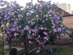 ��������� ������� ���. ������ ���������, ³�����, ³�������, ����`���� ���� 13