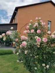 ��������� ������� ³�����, ³�������, �������� ���� 16