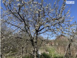 ��������� ������� ���. ������������(���������� ������), ���� -�����������, ³��������, ³������� ���� 1