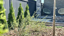 ��������� ������� �� �������, ³�����, ³������� ���� 16