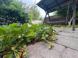 ��������� ������� ³�����, ³�������, ����� ���� 4