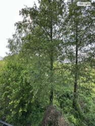 Продається будинок вул. Подільська, Вінниця, Вінницька, Вишенька фото 10 Продається будинок вул. Подільська, Вінниця, Вінницька, Вишенька фото 10