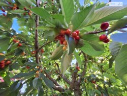 ��������� ������� ���. ����� ѳ���������, ³�����, ³�������, ����� ���� ���� 10