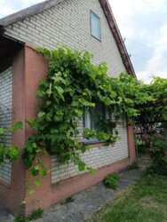 Продається будинок Петрик, мас. Рибаче, Вінниця, Вінницька фото 2 Продається будинок Петрик, мас. Рибаче, Вінниця, Вінницька фото 2