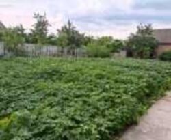 ��������� ������� ³�����, ³�������, ������� ���� 4