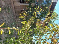 Продається будинок Зелена, Вінниця, Вінницька, Ленінський фото 13 Продається будинок Зелена, Вінниця, Вінницька, Ленінський фото 13