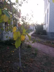 Продаю Будинок з Каміном Пухівка річка Десна Київ Броварський район фото 4 Продаю Будинок з Каміном Пухівка річка Десна Київ Броварський район фото 4