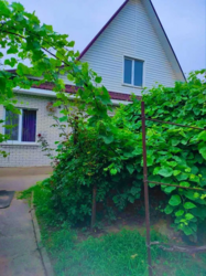 Продам будинок с.Красилівка. Газ,34 сотки,погріб,альтанка,мангал фото 8 Продам будинок с.Красилівка. Газ,34 сотки,погріб,альтанка,мангал фото 8