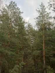 ��������� ������� �����, ���������, ����������, �������� ���� 6