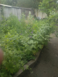 ������ ������� �� ��� ���� 17