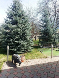 ��������� ������� ��������� ��., �����, ���������, �������������, ����������, �. �������� ���� 13