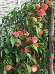 ������ ���������� ���, 10 �� �� ��������, ���������� + ���� 2