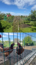 Продається будинок Харківська, Харків, Індустріальний, Роганский ж/м, м. Індустріальна фото 8 Продається будинок Харківська, Харків, Індустріальний, Роганский ж/м, м. Індустріальна фото 8