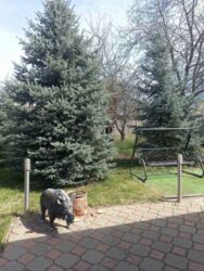 ������ ��� �� ���������� ���� 6