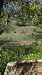 Ародаж дачі в кооп. Учитель фото 4 Ародаж дачі в кооп. Учитель фото 4