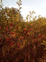 Продається будинок Вінницька, Вінницький фото 4 Продається будинок Вінницька, Вінницький фото 4