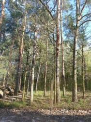 ��������� ������� ³�����, ³�������, ������� ���� ���� 8